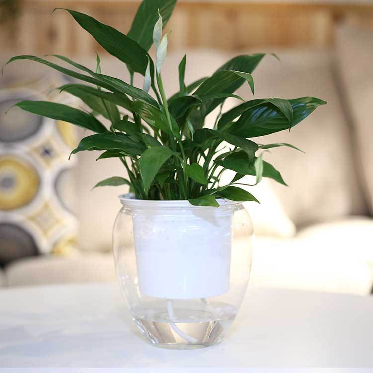 The AquaGrow Self-Watering Planter