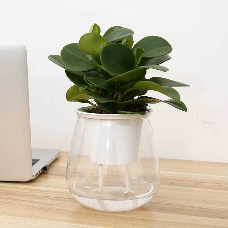 The AquaGrow Self-Watering Planter