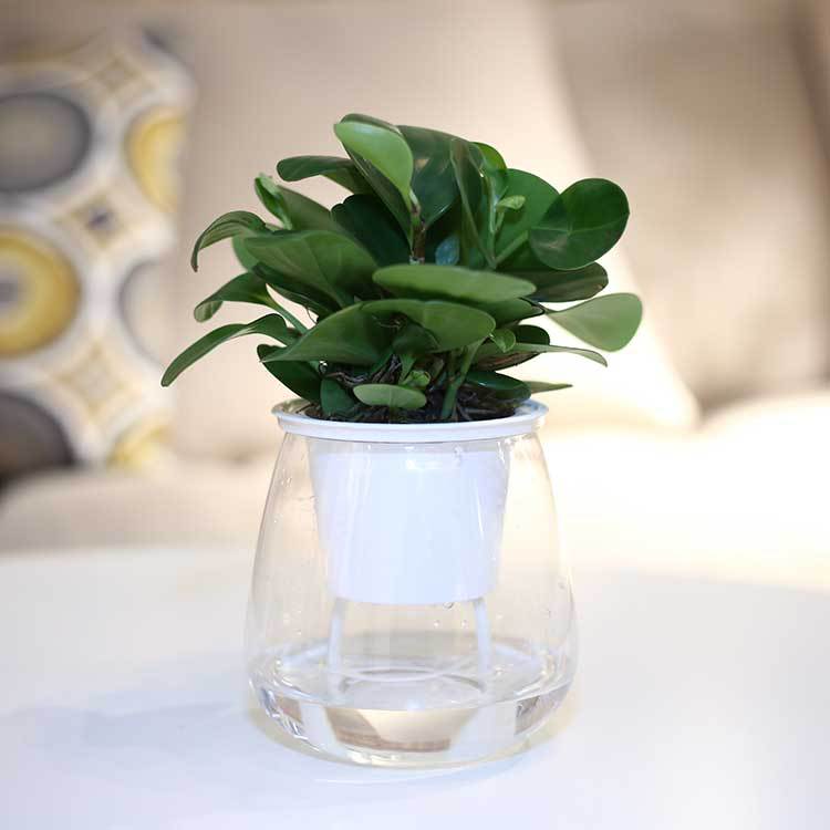 The AquaGrow Self-Watering Planter