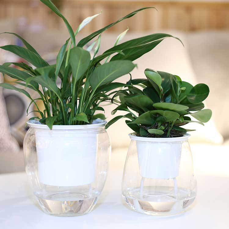 The AquaGrow Self-Watering Planter